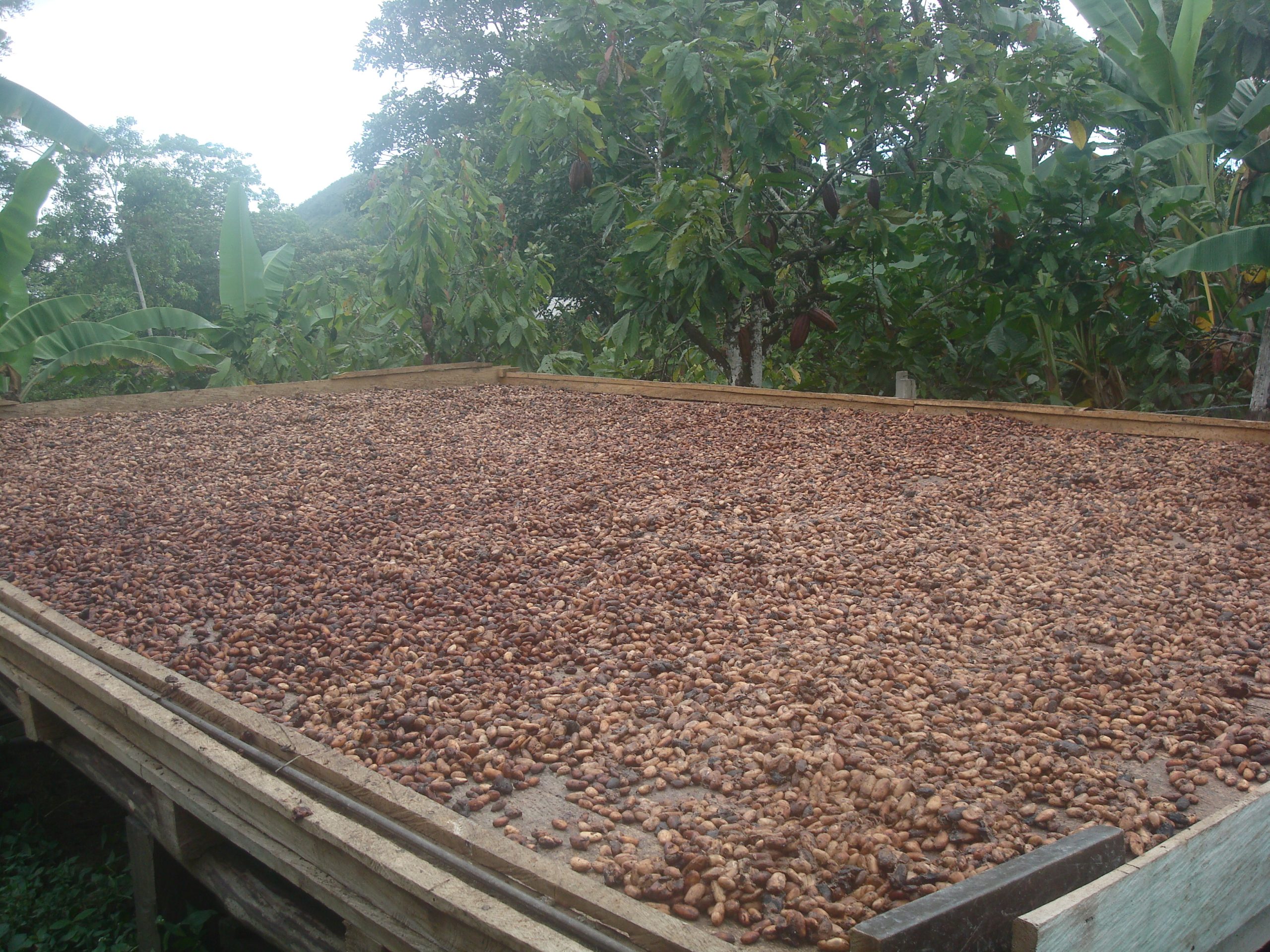 Pengaruh Suhu Pengeringan Pada Mutu Kakao